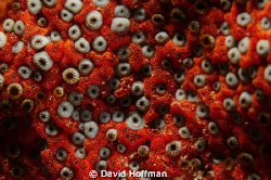 Star Coral shot with Nikon D-300, Sigma 10-20mm lens. by David Hoffman 